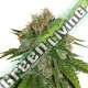 25 UND FEM - AMNESIA * SEEDSTOCKERS 25 UND FEMINIZADAS