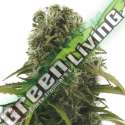 10 UND FEM - HIGH DENSITY AUTO * HEAVYWEIGHT SEEDS 10 UND FEMINIZADAS