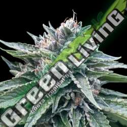 6 UND FEM - SORBET 4 * DNA GENETIC 6 UND FEMINIZADAS