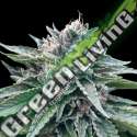 6 UND FEM - SORBET 4 * DNA GENETIC 6 UND FEMINIZADAS