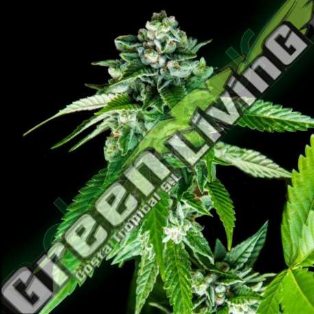 6 UND FEM - SORBET DREAMS * DNA GENETIC 6 UND FEMINIZADAS