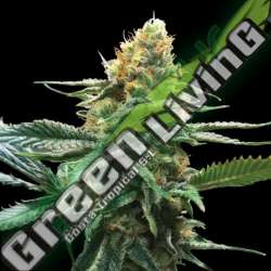 6 UND FEM - SOUR SORBET * DNA GENETIC 6 UND FEMINIZADAS