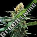 6 UND FEM - SOUR SORBET * DNA GENETIC 6 UND FEMINIZADAS