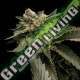 6 UND FEM - STRAWBERRY SORBET * DNA GENETIC 6 UND FEMINIZADAS