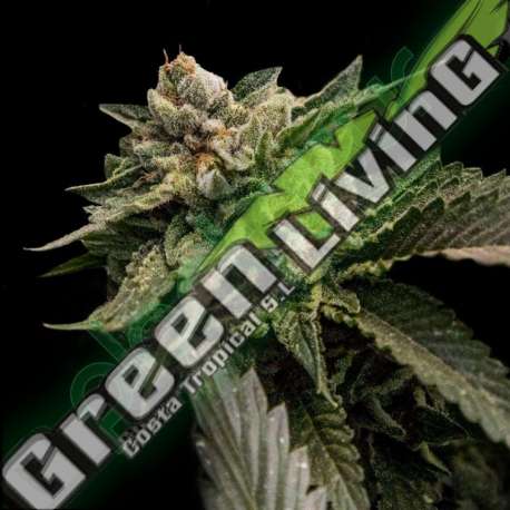 6 UND FEM - STRAWBERRY SORBET * DNA GENETIC 6 UND FEMINIZADAS