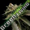 6 UND FEM - STRAWBERRY SORBET * DNA GENETIC 6 UND FEMINIZADAS