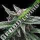 6 UND FEM - TRIPLE SCOOP * DNA GENETIC 6 UND FEMINIZADAS