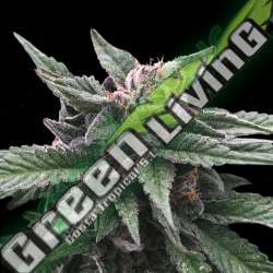 6 UND FEM - TRIPLE SCOOP * DNA GENETIC 6 UND FEMINIZADAS