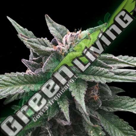6 UND FEM - TRIPLE SCOOP * DNA GENETIC 6 UND FEMINIZADAS