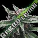 6 UND FEM - TRIPLE SCOOP * DNA GENETIC 6 UND FEMINIZADAS