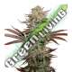 25 UND FEM - STICKY FINGERS AUTO * SEEDSTOCKERS 25 UND FEMINIZADAS