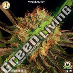 100 UND FEM - HIELO * VENUS GENETICS 100 UNDS FEMINIZADAS