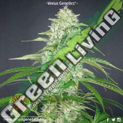 100 UND FEM - DOUBLE CHEESE * VENUS GENETICS 100 UND FEM