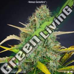 100 UND FEM - WHITE CHOCOLATE * VENUS GENETICS 100 UND FEM