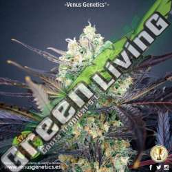 100 UND FEM - SUPER CHEESE HAZE * VENUS GENETICS 100 UND FEM