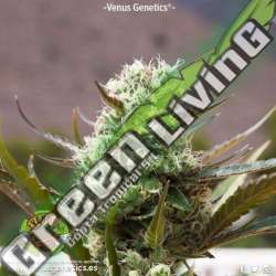 1 UND FEM - JACK ATTACK AUTO * VENUS GENETICS 1 UND FEMINIZADA