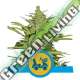 1 UND FEM - FAST EDDY AUTOMATIC CBD * ROYAL QUEEN 1 UND FEMINIZADA