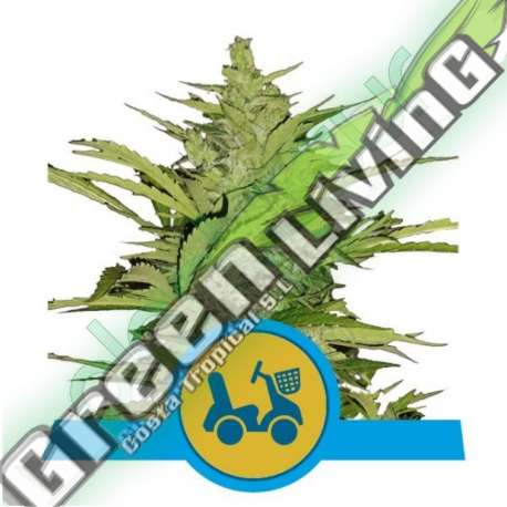 1 UND FEM - FAST EDDY AUTOMATIC CBD * ROYAL QUEEN 1 UND FEMINIZADA