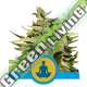 1 UND FEM - STRESS KILLER AUTOMATIC CBD * ROYAL QUEEN 1 UND FEMINIZADA