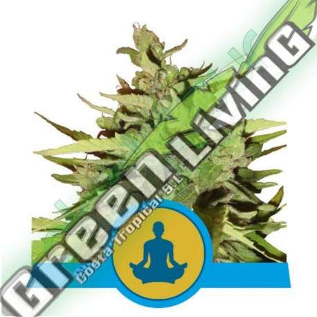 1 UND FEM - STRESS KILLER AUTOMATIC CBD * ROYAL QUEEN 1 UND FEMINIZADA
