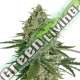 5 UND FEM - SUPER SKUNK AUTO * SEEDSTOCKERS 5 UND FEMINIZADAS