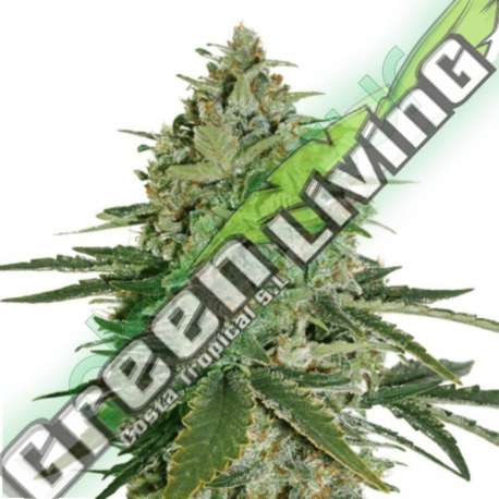 5 UND FEM - SUPER SKUNK * SEEDSTOCKERS 5 UND FEMINIZADAS