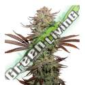 3 UND FEM - STICKY FINGERS AUTO * SEEDSTOCKERS 3 UND FEMINIZADAS