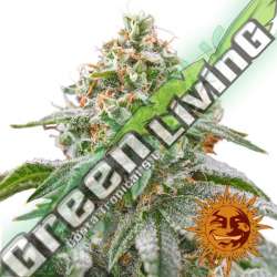 1 UND FEM - PINK KUSH * BARNEY'S FARM 1 UND FEMINIZADA