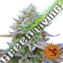 1 UND FEM - GORILLA ZKITTLEZ * BARNEY'S FARM 1 UND FEMINIZADAS