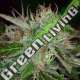 5 UND FEM - SWEET DREAMS * K.C.BRAINS 5 UND FEMINIZADAS