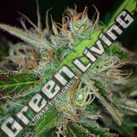 5 UND FEM - SWEET DREAMS * K.C.BRAINS 5 UND FEMINIZADAS