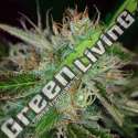 5 UND FEM - SWEET DREAMS * K.C.BRAINS 5 UND FEMINIZADAS