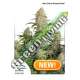 7 UND FEM - AUTO CRITICAL ORANGE PUNCH * DUTCH PASSION 7 UND FEMINIZADAS