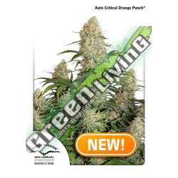 7 UND FEM - AUTO CRITICAL ORANGE PUNCH * DUTCH PASSION 7 UND FEMINIZADAS