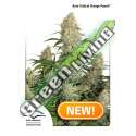 7 UND FEM - AUTO CRITICAL ORANGE PUNCH * DUTCH PASSION 7 UND FEMINIZADAS