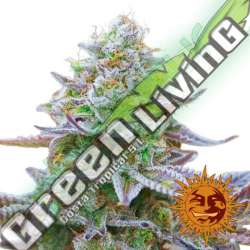 3 UND FEM - GORILLA ZKITTLEZ * BARNEY'S FARM 3 UND FEMINIZADAS
