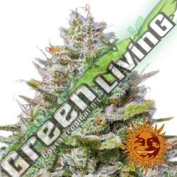 3 UND FEM - BLUE GELATO 41 * BARNEY'S FARM 3 UND FEMINIZADAS