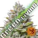 3 UND FEM - BLUE GELATO 41 * BARNEY'S FARM 3 UND FEMINIZADAS