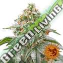 5 UND FEM - PINK KUSH * BARNEY'S FARM 5 UND FEMINIZADA