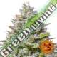 5 UND FEM - BLUE GELATO 41 * BARNEY'S FARM 5 UND FEMINIZADAS