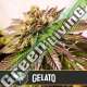 6 UND FEM - GELATO * BLIMBURN SEEDS 6 UND FEMINIZADAS