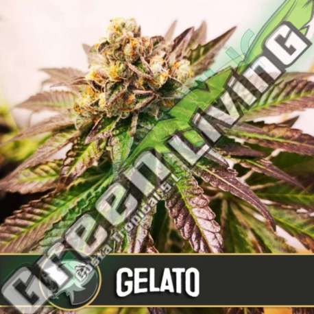 6 UND FEM - GELATO * BLIMBURN SEEDS 6 UND FEMINIZADAS