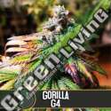 6 UND FEM - GORILLA G 4 * BLIMBURN SEEDS 6 UND FEMINIZADAS