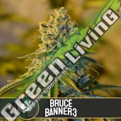 9 UND FEM - BRUCE BANNER 3 * BLIMBURN SEEDS 9 UND FEMINIZADAS