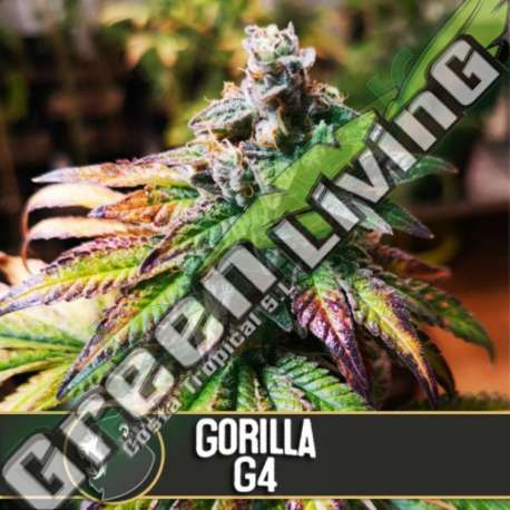 9 UND FEM - GORILLA G 4 * BLIMBURN SEEDS 9 UND FEMINIZADAS