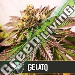 9 UND FEM - GELATO * BLIMBURN SEEDS 9 UND FEMINIZADAS