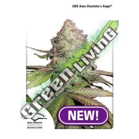 7 UND FEM - CBD AUTO CHARLOTTE'S ANGEL (AUTOFLORECIENTE) * DUTCH PASSION 7 UND FEMINIZADAS