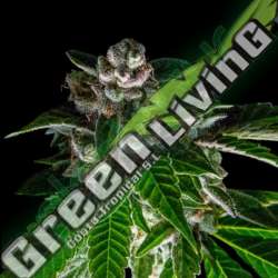 6 UND FEM - BAKERS DELIGHT * DNA GENETIC 6 UND FEMINIZADAS