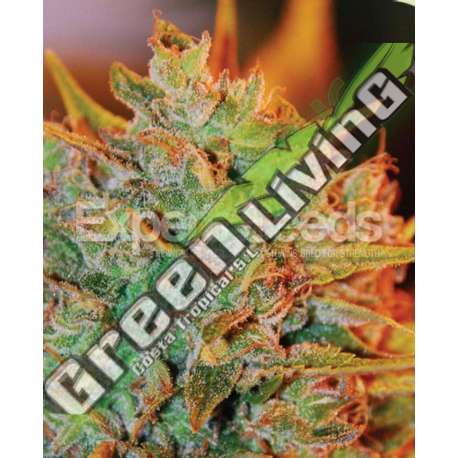 1 UND FEM - NL X BIG BUD AUTO * EXPERT SEEDS 1 UND FEMINIZADA