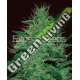 1 UND FEM - AMNESIA HAZE AUTO * EXPERT SEEDS 1 UND FEMINIZADA